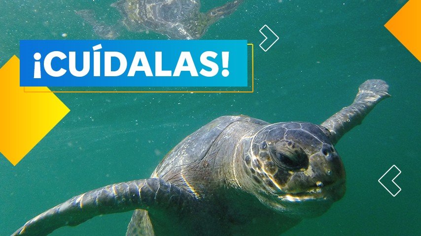 ¡No te metas con las tortugas!
