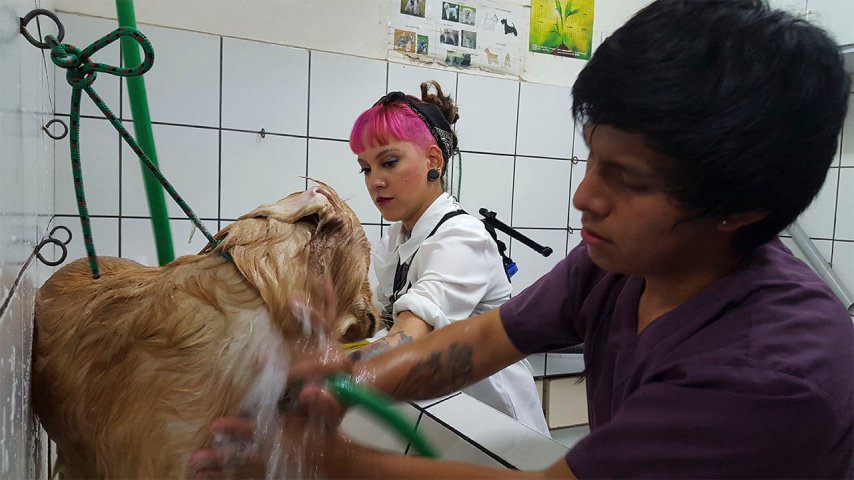 Los 4 errores que podrías cometer al bañar a tu perro