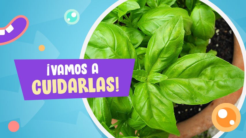 Huerto doméstico: Descubre los secretos para cultivar estas hierbas aromáticas