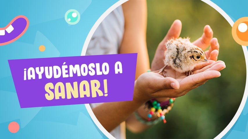 Esto debes hacer si un pajarito lastimado aparece en casa