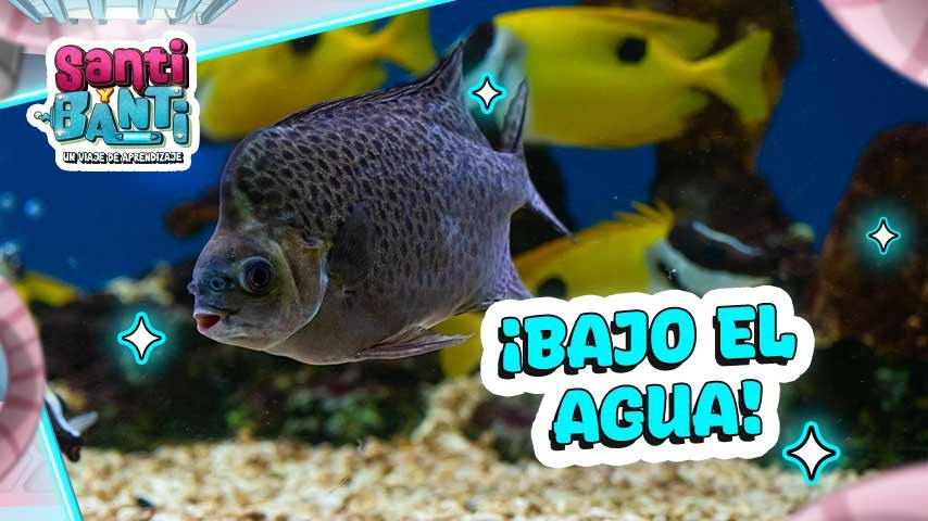 ¿Cómo duermen los peces? Curiosidades asombrosas de los animales acuáticos