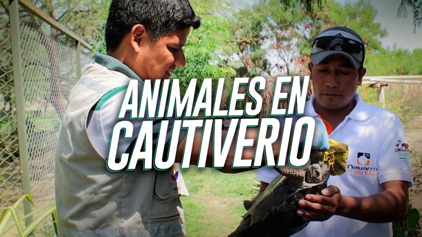 Los animales silvestres secuestrados tienen una segunda oportunidad en estos lugares