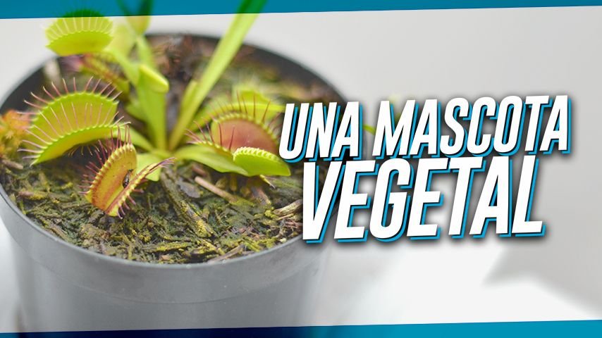 ¿Una planta como mascota?