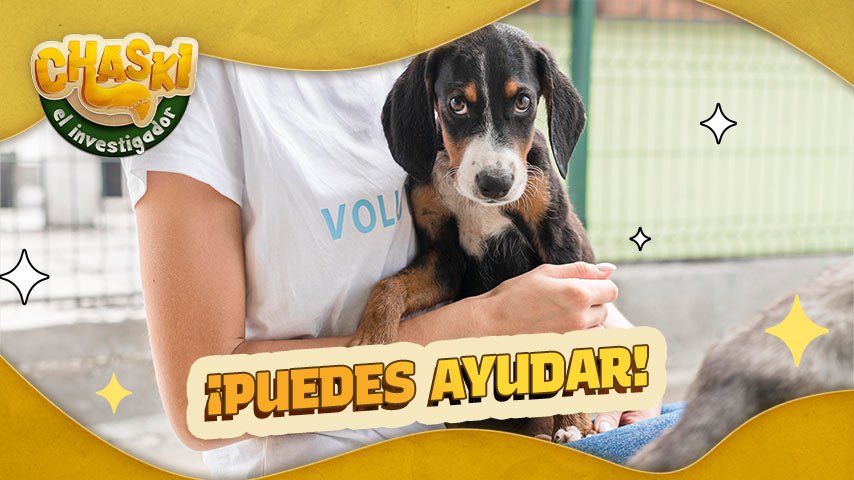 ¿Quieres adoptar a todos los perritos abandonados?