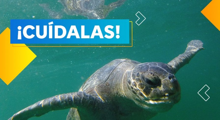 Tortugas Verdes