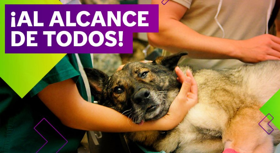 Veterinarias solidarias