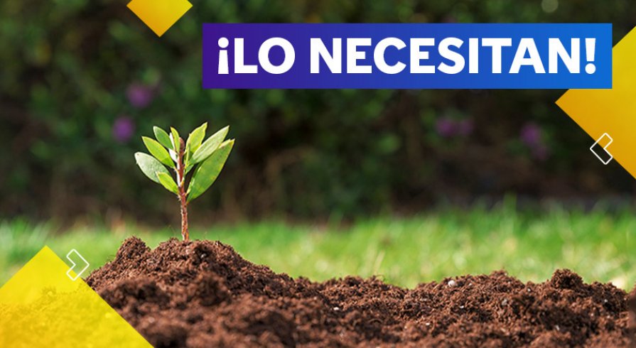 5 consejos indispensables para cuidar tus plantas en verano