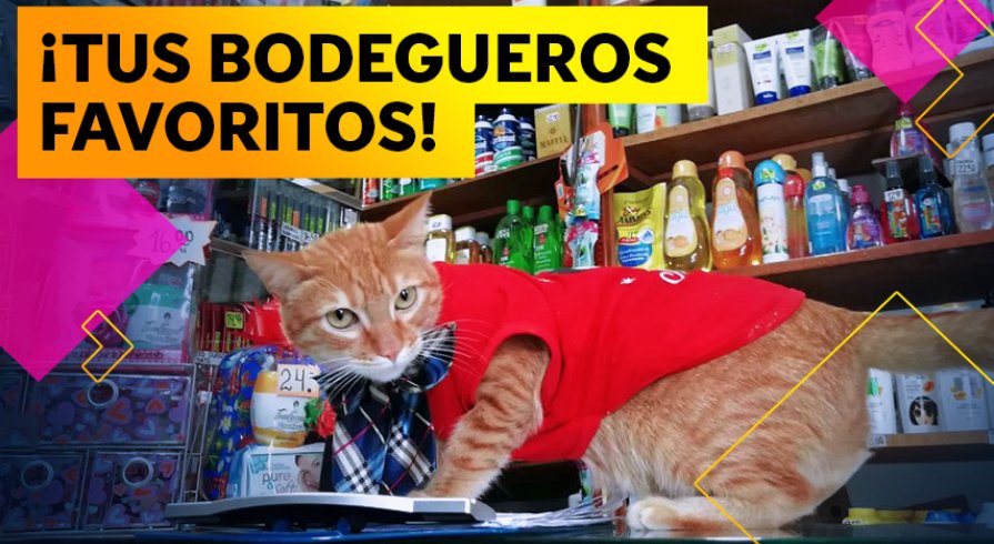 Estos tiernos gatitos te atenderán cuando vayas a comprar a  la bodega