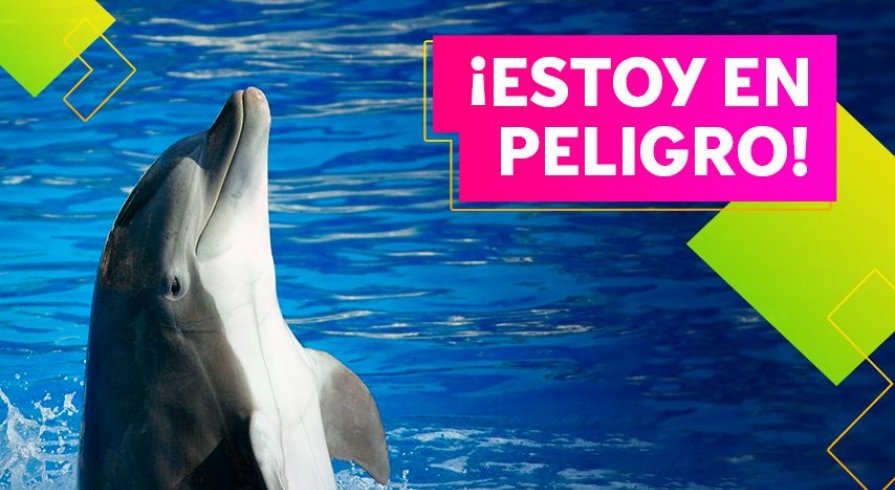 ¡Cuidemos a nuestros delfines!