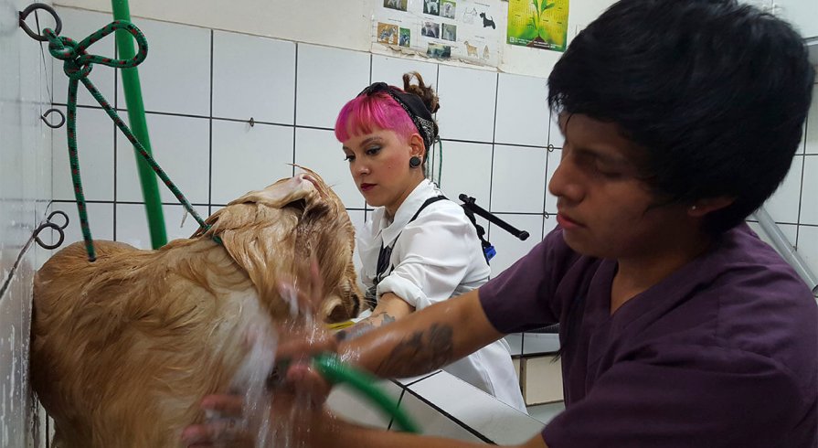 Los 4 errores que podrías cometer al bañar a tu perro