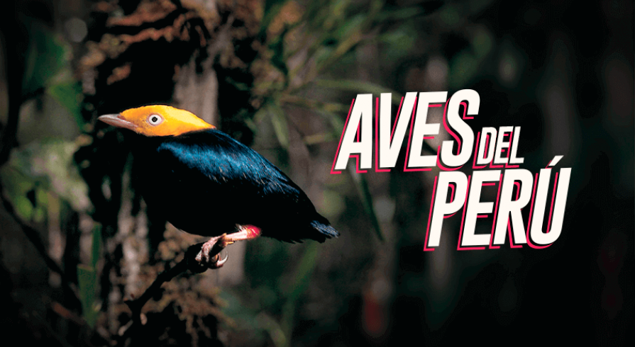 El arte de ver y reconocer aves silvestres
