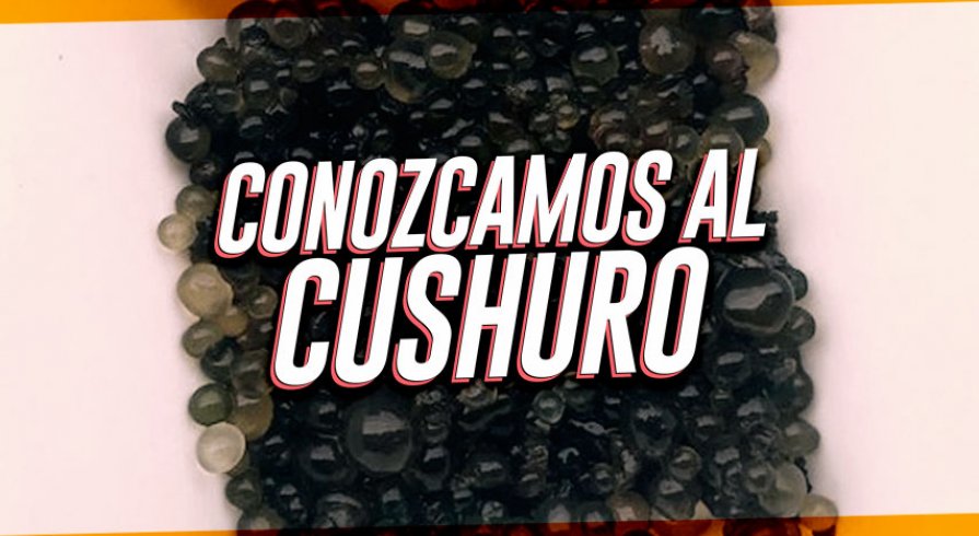 Cushuro, el nuevo super alimento