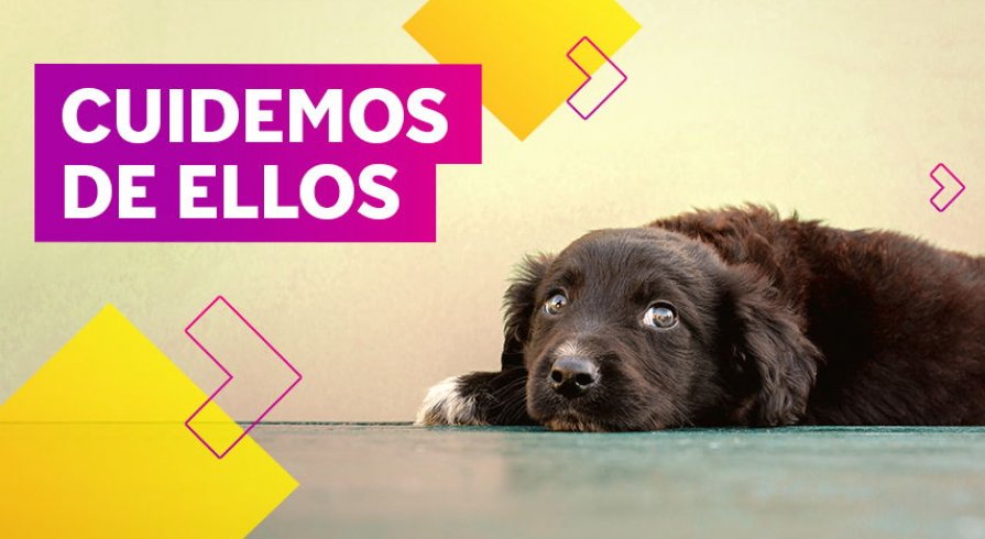 ¿Las mascotas también se deprimen?