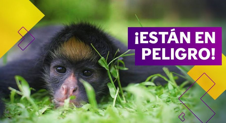 ¡Los centros de rescate animal necesitan nuestra ayuda!