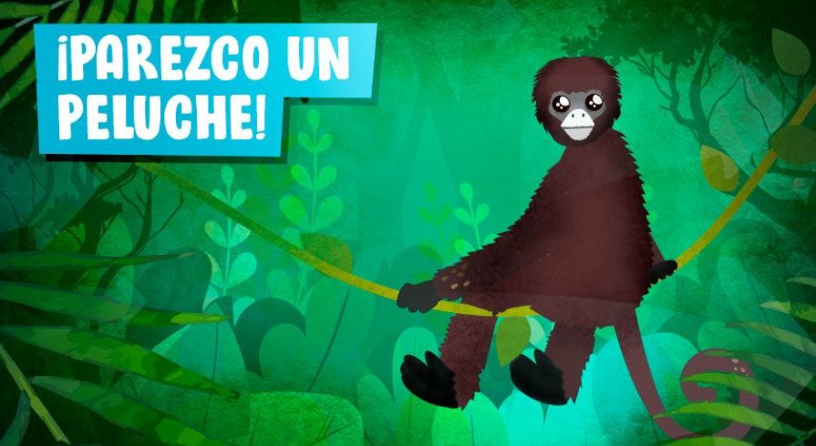 El mono choro, el animalito que vive entre las nubes