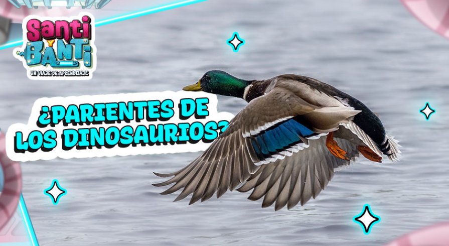 ¿Por qué vuelan las aves? 