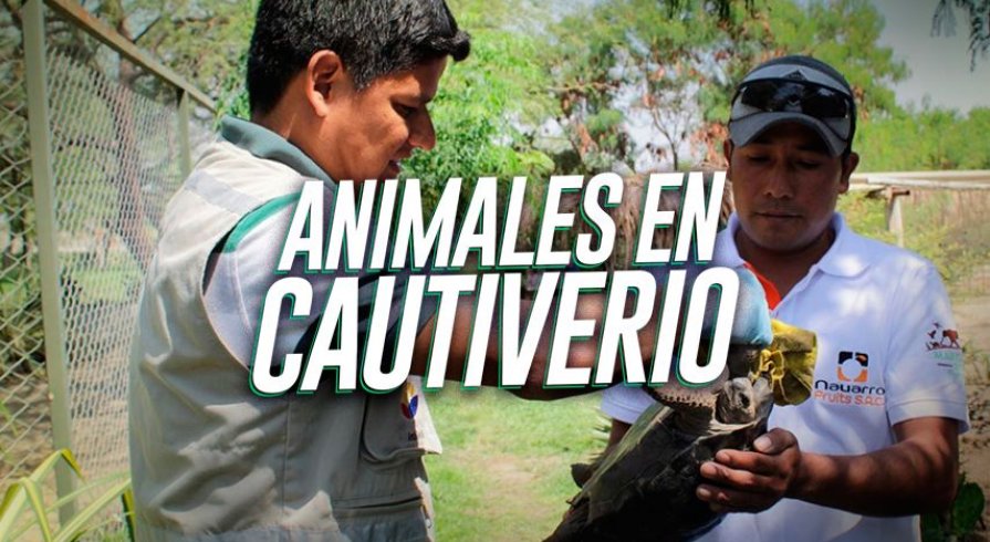 Estos lugares permiten que animales silvestres secuestrados tengan una segunda oportunidad