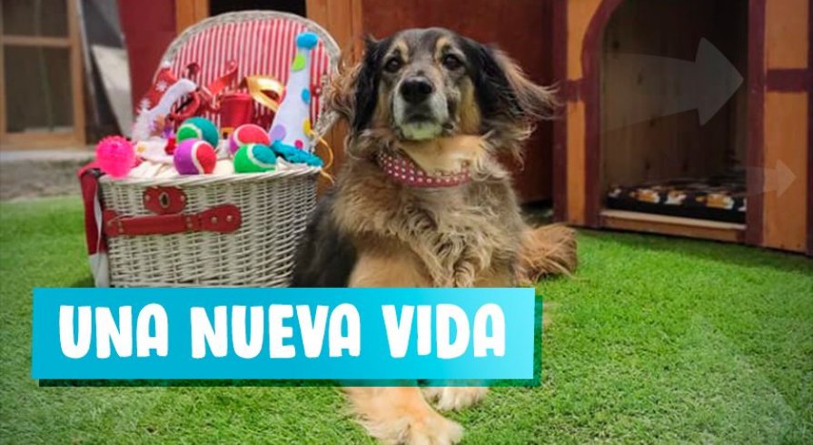 Dale un hogar a estos animalitos abandonados