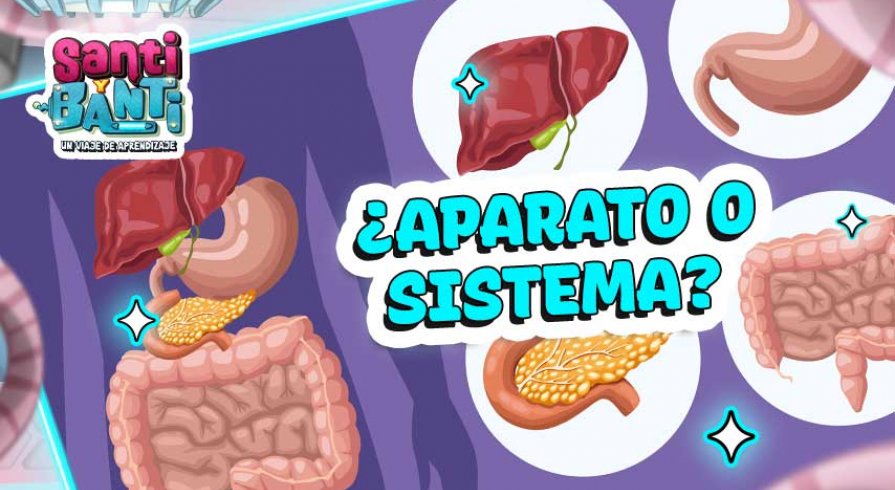 ¿Cómo se dice? ¿Aparato o Sistema Digestivo?