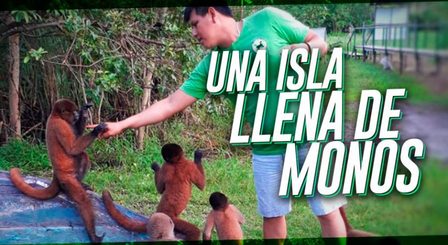 Una isla llena de monos