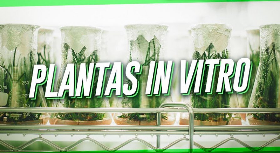 Plantas in vitro