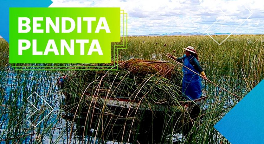 El poder de la totora: Es medicinal y se puede comer
