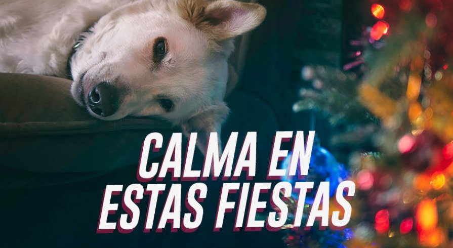 Regálales tranquilidad a tus mascotas estas fiestas