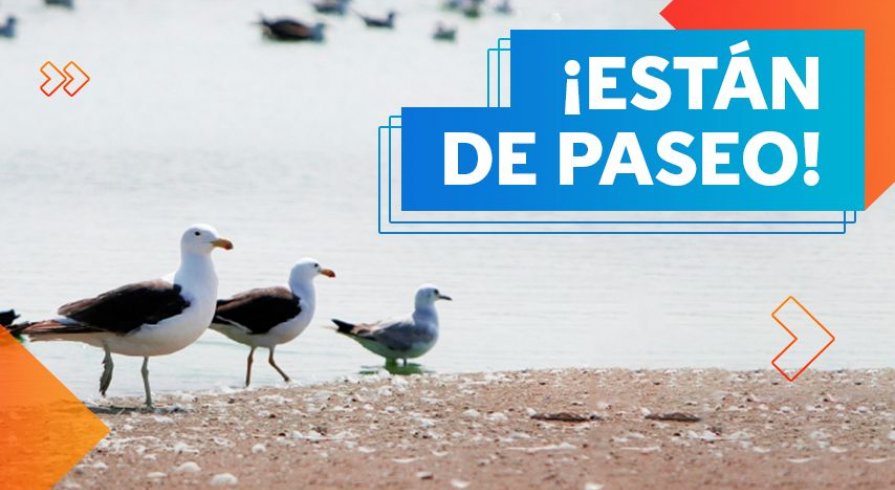 Gaviotas de Franklin: las visitantes favoritas de los pantanos y albúferas del Perú