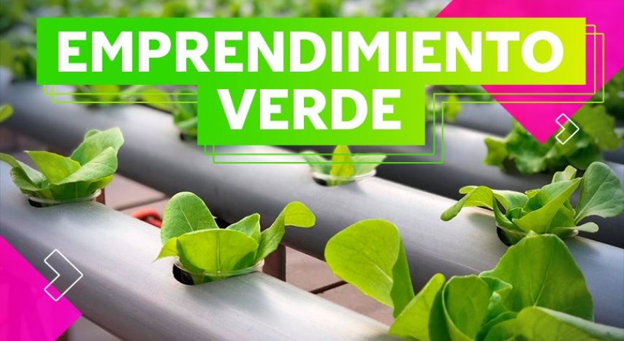  Conoce al estudiante que cultiva lechugas hidropónicas en su casa 