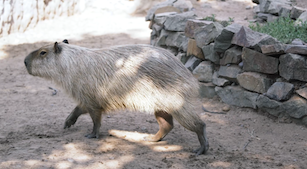 Las capibaras y el valor de compartir