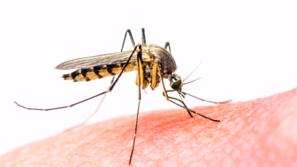 dengue