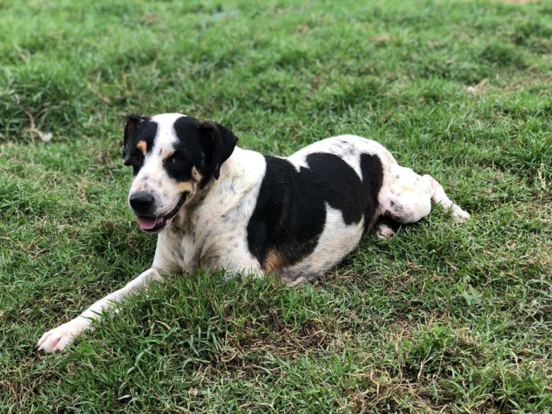 La estudiante de veterinaria que le devuelve la felicidad a los animales abandonados