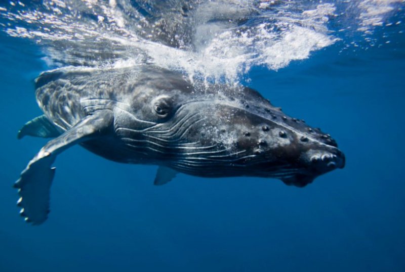 ballenas jorobadas