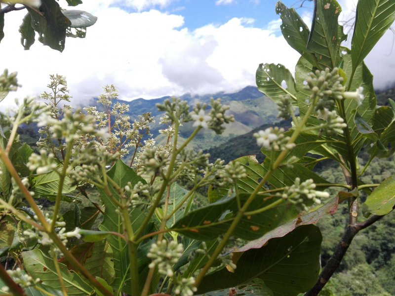 árbol de la quina