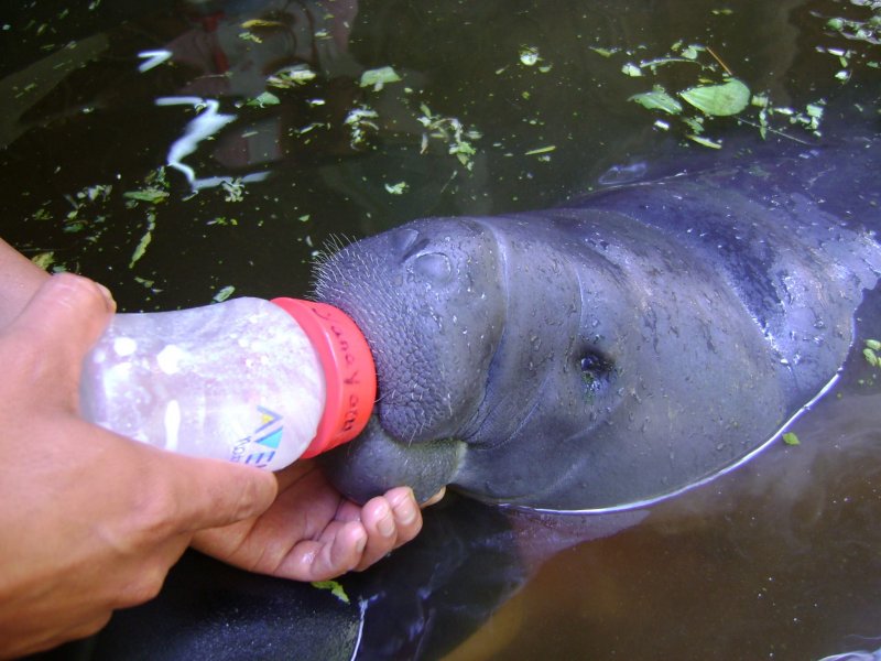 ¡Los centros de rescate animal necesitan nuestra ayuda!