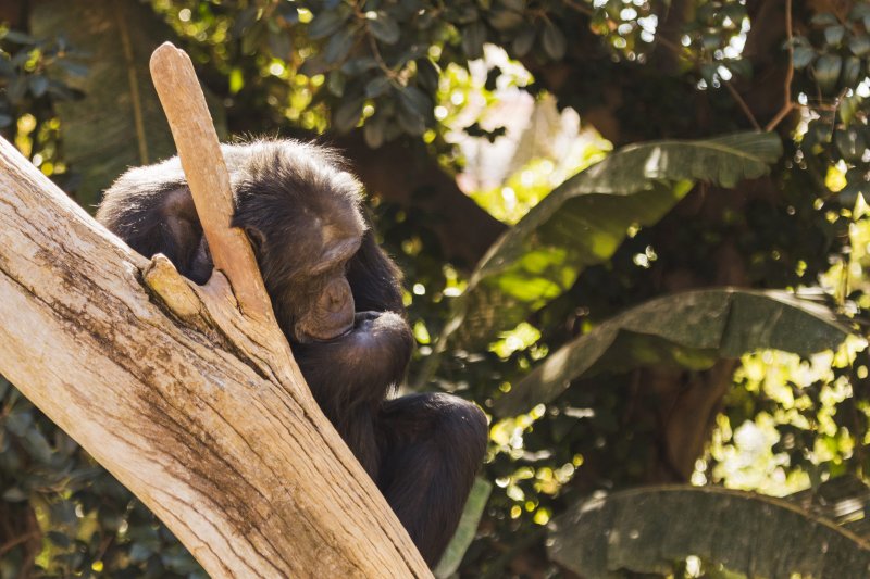 Estos animales practicaban la distancia social antes que tú