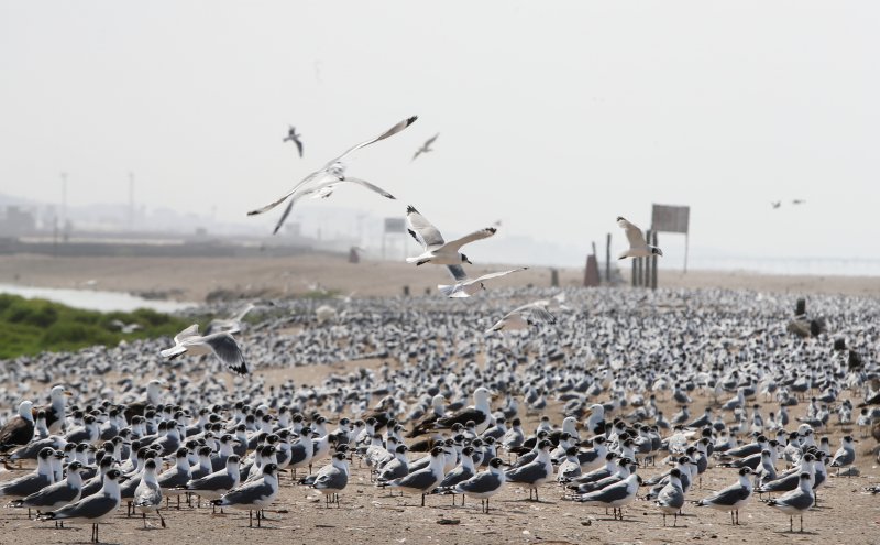 gaviotas de Franklin