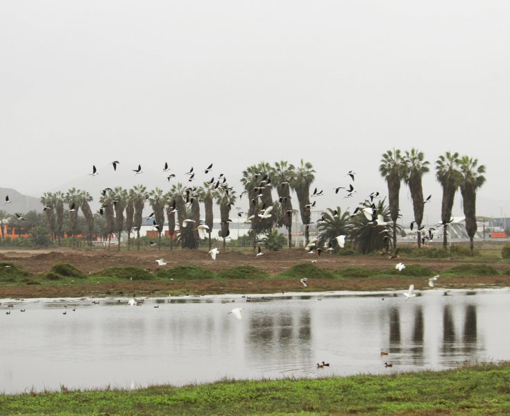 humedales de Quilcay