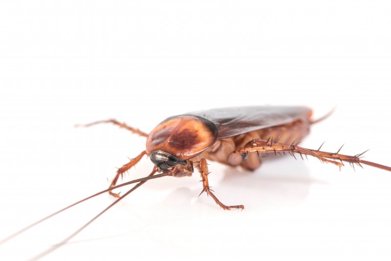 ¡Es momento de hablarle a los chicos sobre los insectos!