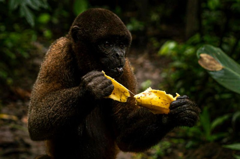 ¡Los centros de rescate animal necesitan nuestra ayuda!