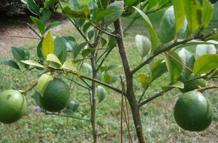 ¡Cultivemos un limonero en casa con los chicos!