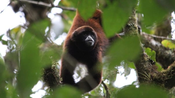 El mono choro, el animalito que vive entre las nubes