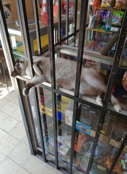 Estos tiernos gatitos te atenderán cuando vayas a comprar a  la bodega