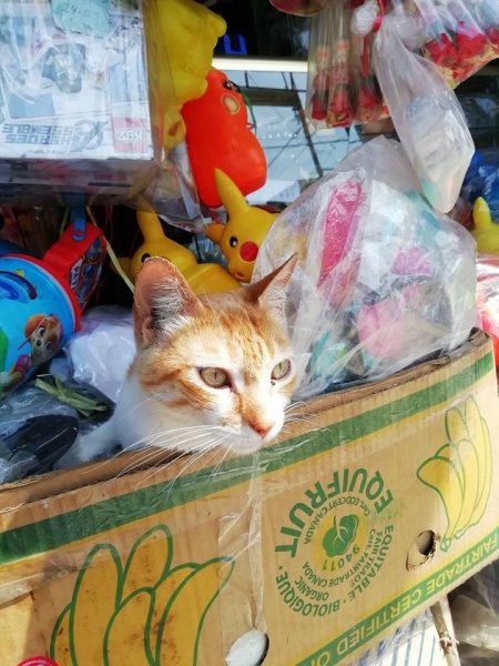 Estos tiernos gatitos te atenderán cuando vayas a comprar a  la bodega