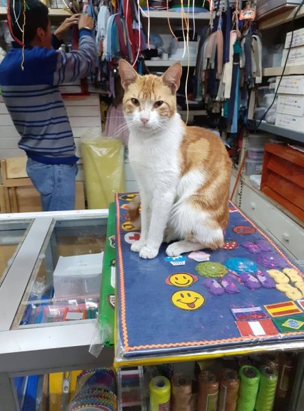 Estos tiernos gatitos te atenderán cuando vayas a comprar a la bodega