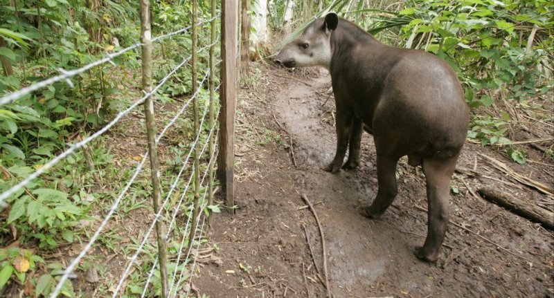 Nuestro amigo de la nariz “graciosa” es un animal muy curioso. Aquí te contamos algunas cosas sobre él.