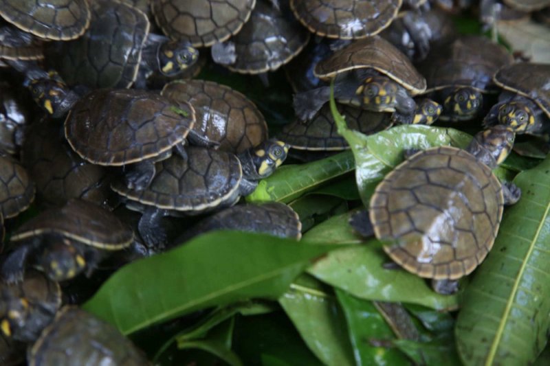 Tortuga Taricaya