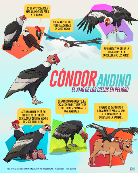 07-17-condor3.png