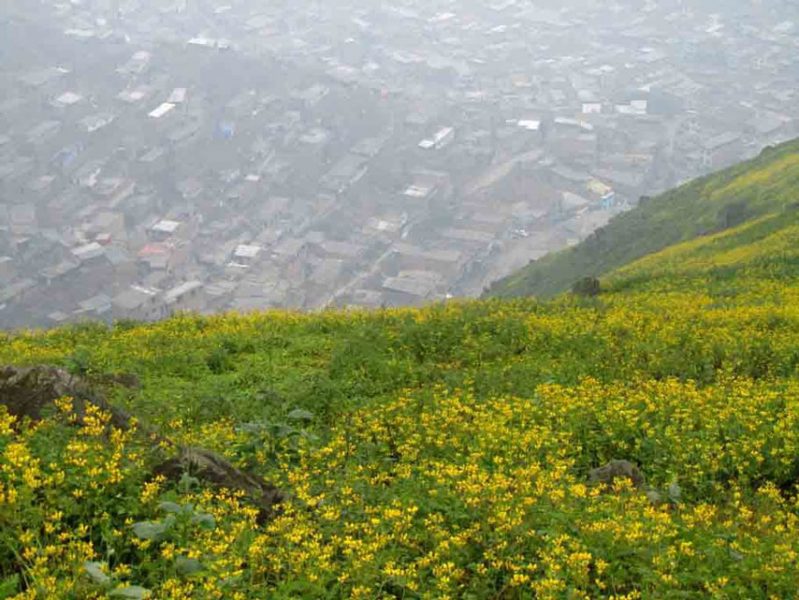 Lomas de Lima, Lomas de Amancaes