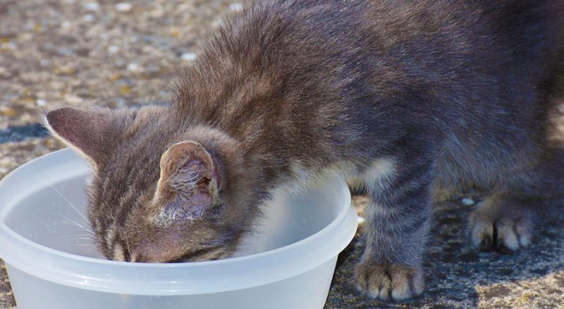 gato-comiendo-ipe.jpg